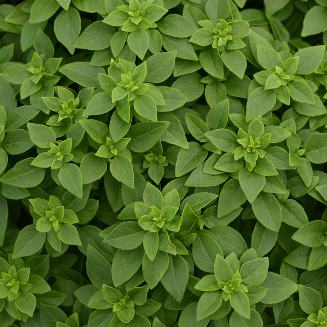 Close-up of Bonsai Basil showing a mounded cluster of small green leaves