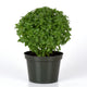 Front view of Bonsai Greek basil plant showing dense mounded fine leaves in a dark plastic nursery pot on white background