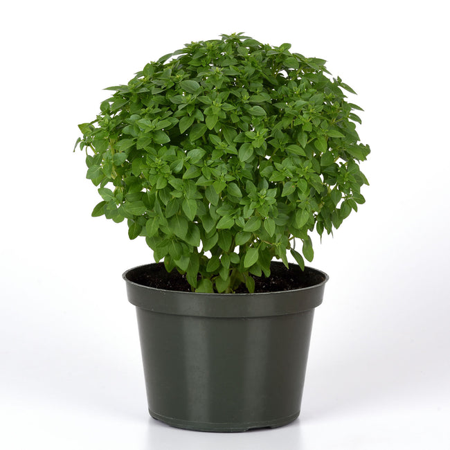 Front view of Bonsai Greek basil plant showing dense mounded fine leaves in a dark plastic nursery pot on white background