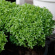 Close-up of Bonsai Greek basil plant showcasing dense mounded habit and tiny leaves in a container