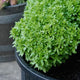 Close-up of Bonsai Basil plant showing a dense mound of small bright green leaves in a black pot