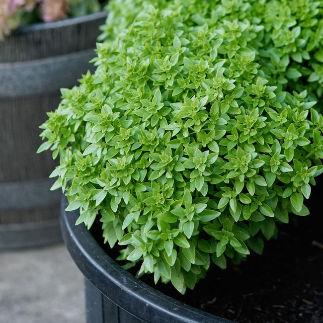 Close-up of Bonsai Basil plant showing a dense mound of small bright green leaves in a black pot