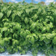 EVI-BASIL