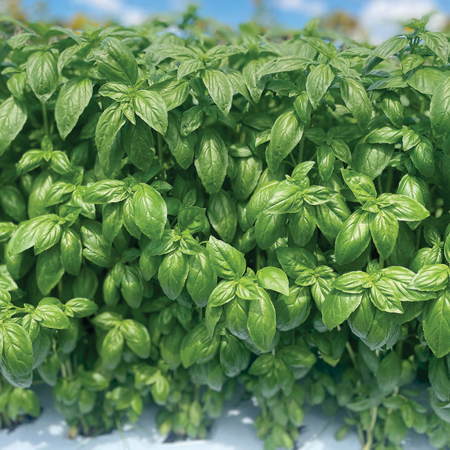EVI-BASIL