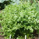Calypso Coriander/Cilantro