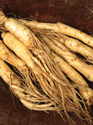 Close-up of American ginseng roots showing several whole tapered tan roots on a dark background