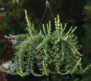 Hanging basket of Blue Cascade rosemary showing trailing stems and needle-like aromatic leaves against a blurred garden