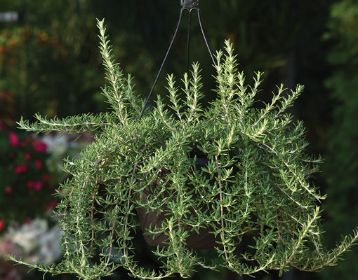 Hanging basket of Blue Cascade rosemary showing trailing stems and needle-like aromatic leaves against a blurred garden