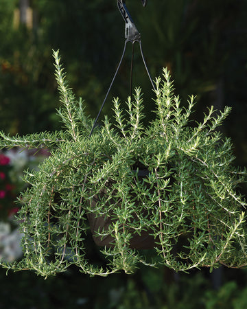 Hanging basket of Blue Cascade rosemary showing trailing stems and needle-like aromatic leaves against a blurred garden