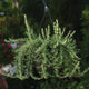 Hanging basket of Blue Cascade rosemary showing trailing stems and needle-like aromatic leaves against a blurred garden