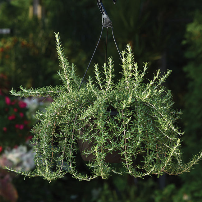 Hanging basket of Blue Cascade rosemary showing trailing stems and needle-like aromatic leaves against a blurred garden