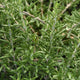 Close-up of Blue Cascade rosemary showing dense evergreen needle-like leaves and cascading woody stems