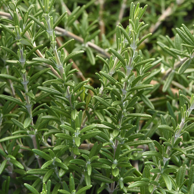 Close-up of Blue Cascade rosemary showing dense evergreen needle-like leaves and cascading woody stems