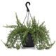 Front view of Blue Cascade rosemary in a black hanging basket showcasing trailing evergreen stems against white background