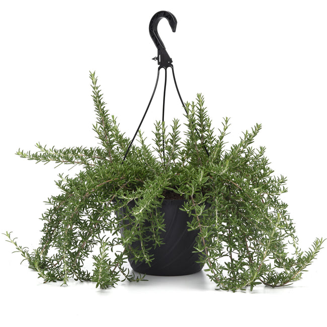Front view of Blue Cascade rosemary in a black hanging basket showcasing trailing evergreen stems against white background