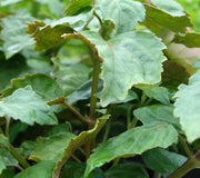 Close-up of patchouli plant transplant showcasing jade-green serrated leaves with blurred garden background