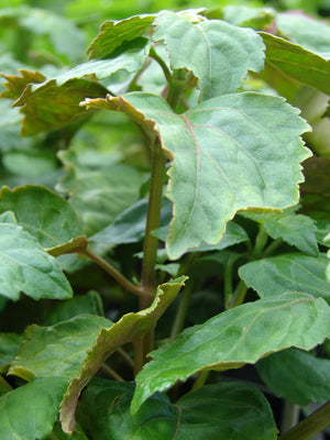 Close-up of patchouli plant transplant showcasing jade-green serrated leaves with blurred garden background
