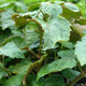 Close-up of patchouli plant transplant showcasing jade-green serrated leaves with blurred garden background