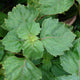 Close-up of Patchouli plant showcasing jade-green scalloped leaves with blurred garden background