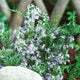 Close-up of Tuscan Blue rosemary showing upright evergreen stems and pale blue spring flowers