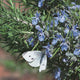 Close-up of Tuscan Blue rosemary showing pale blue spring flowers and dense needle-like evergreen foliage in a garden setting