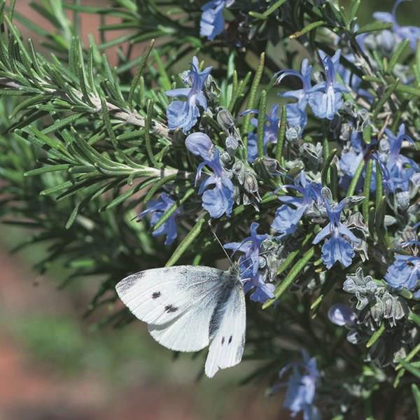Close-up of Tuscan Blue rosemary showing pale blue spring flowers and dense needle-like evergreen foliage in a garden setting