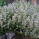 Front view of English thyme transplant showcasing gray-green foliage and small white flowers against garden soil background