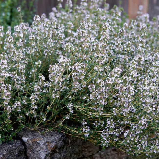 Front view of English thyme transplant showcasing gray-green foliage and small white flowers against garden soil background
