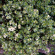 Close-up top view of Foxley thyme transplant showing variegated green leaves with cream edges and small pink flowers
