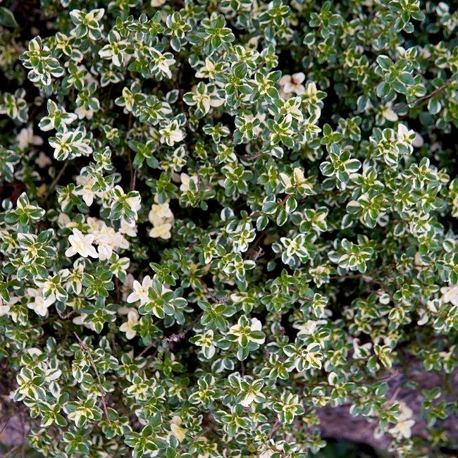 Close-up top view of Foxley thyme transplant showing variegated green leaves with cream edges and small pink flowers