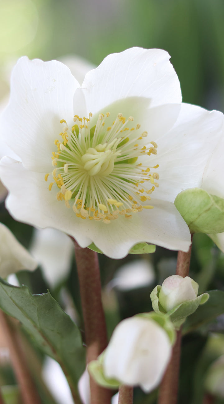 Close-up of a white hellebore flower with a green center on a blurred green background
