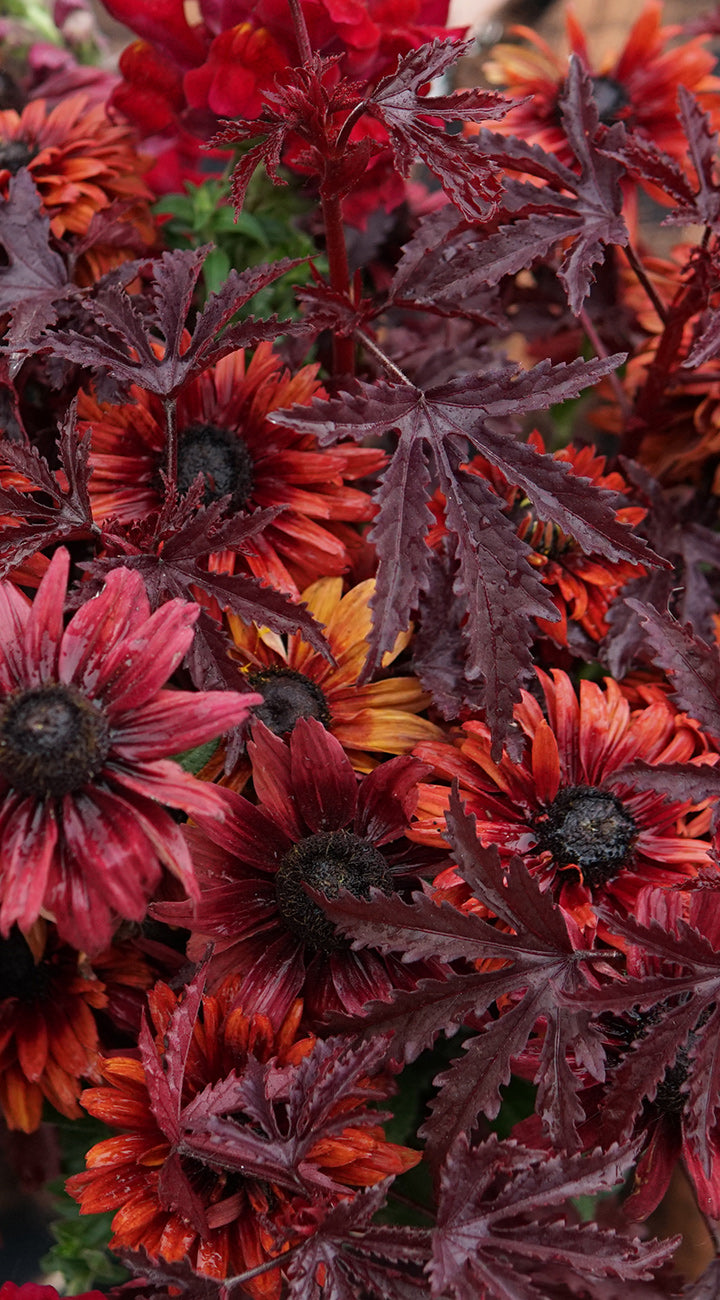 Close-up of red and orange Hibiscus flowers with dark green leaves.