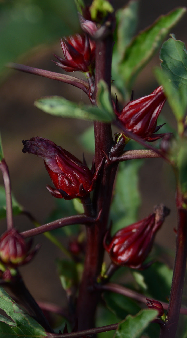 Close-up of red hibiscus flowers on a plant with green leaves.
