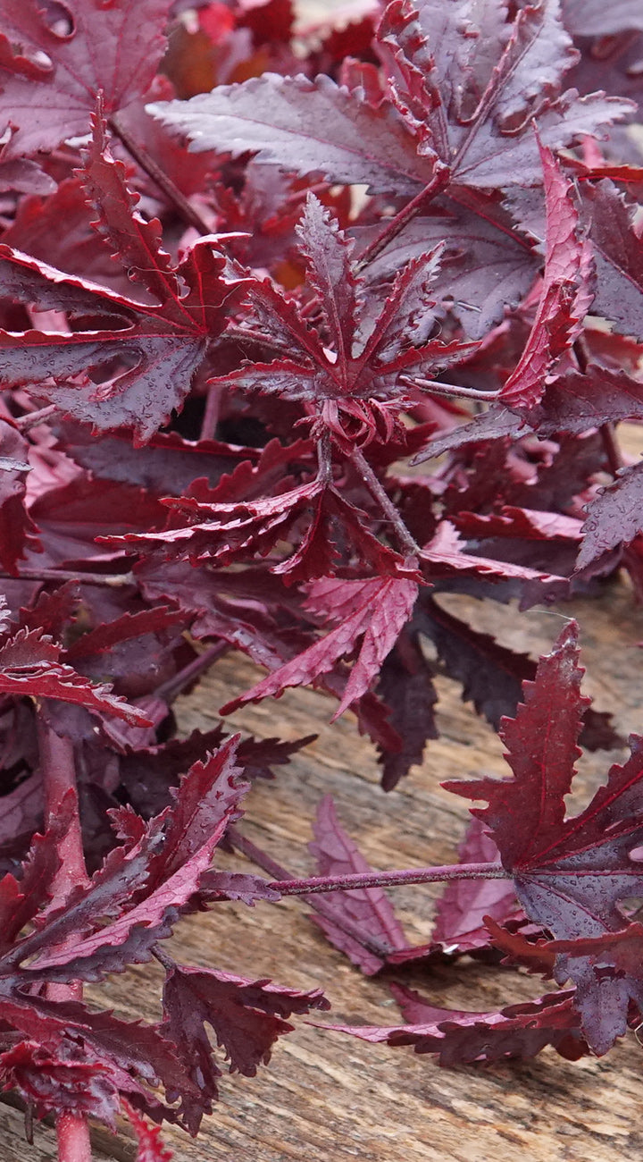 Close-up of dark red Hibiscus leaves on a wooden surface