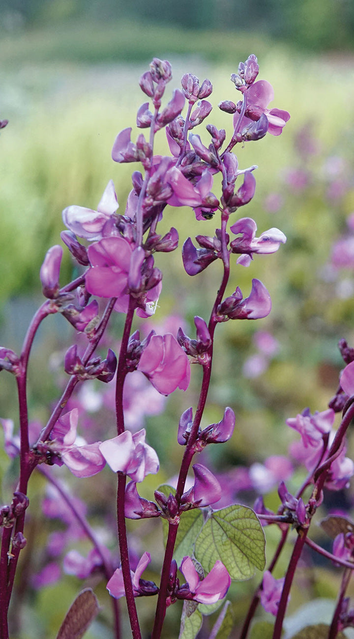 Close-up of Hyacinth Bean 'Purple' showing clusters of purple pea-like blossoms on upright burgundy stems with a blurred garden background