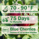 Indigo™ Blue Berries Tomato
