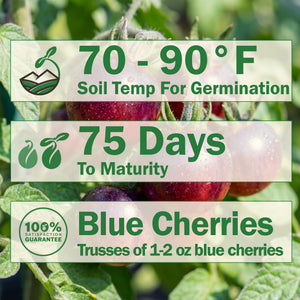 Indigo™ Blue Berries Tomato