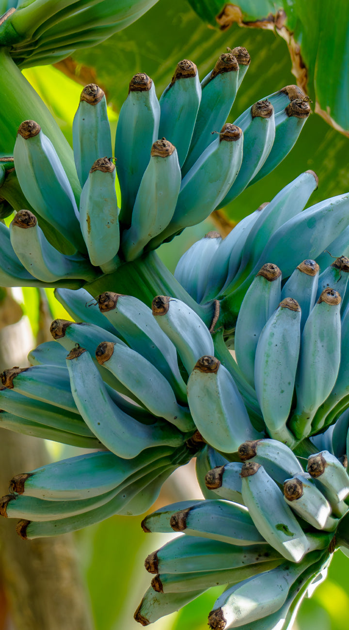 Close-up of a bunch of green bananas from ice cream banana plant on a tree