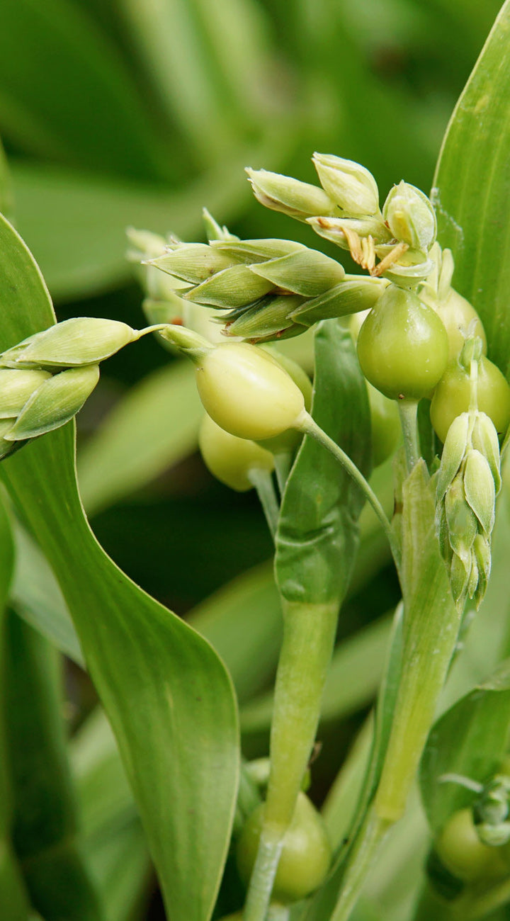 Close-up of Job's Tears seed heads showing green bead-like seed pods and developing flower buds against blurred green foliage