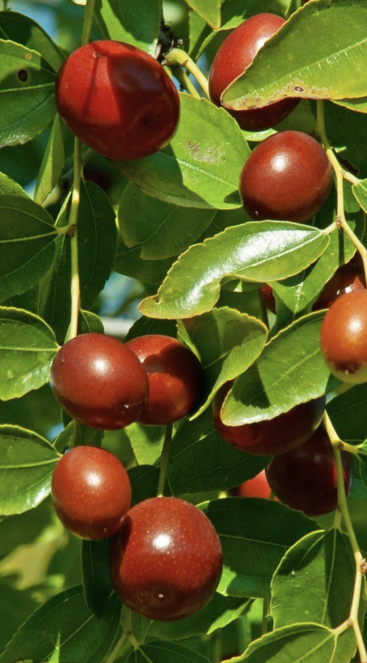Red jujubes berries on a tree with green leaves