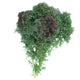 Front view of Siber Frills kale bunch showcasing deeply cut frilly green leaves with purple-red centers on white background