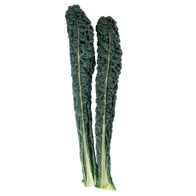 Front view of Ebony lacinato kale leaves showcasing dark slate blue deeply puckered thick leaves on white background