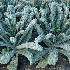 Close-up of Ebony lacinato kale plant showcasing compact habit and puckered dark slate blue leaves with soil background