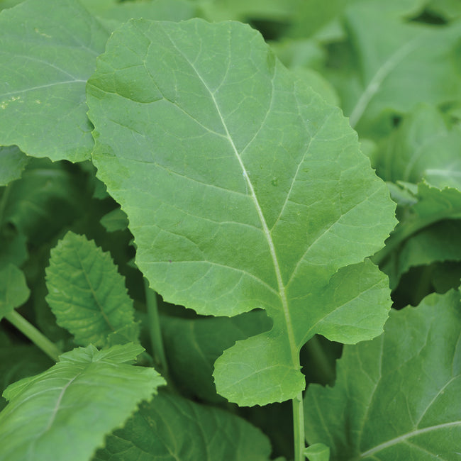 Close-up of Texsel Greens kale leaf showing a broad smooth green blade with a central vein against blurred surrounding leaves
