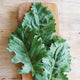 Close-up of Sweet Kita kale leaves showcasing serrated frilly green leaves on light background