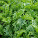 Close-up of Sweet Kita kale leaves showcasing serrated, smooth deep-green foliage filling the frame