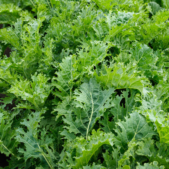 Close-up of Sweet Kita kale leaves showcasing serrated, smooth deep-green foliage filling the frame