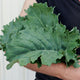 Close-up of Sweet Kita kale leaf showing serrated edges and broad textured leaf held in hand