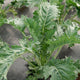 Top-down view of Sweet Kita kale plant showing serrated green leaves and long stems on soil background