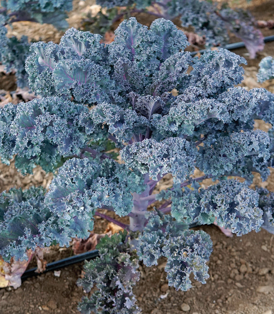 Close-up of purple rubybor kale plants growing in a garden.